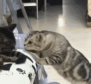 禁止在我的评论区发任何链接